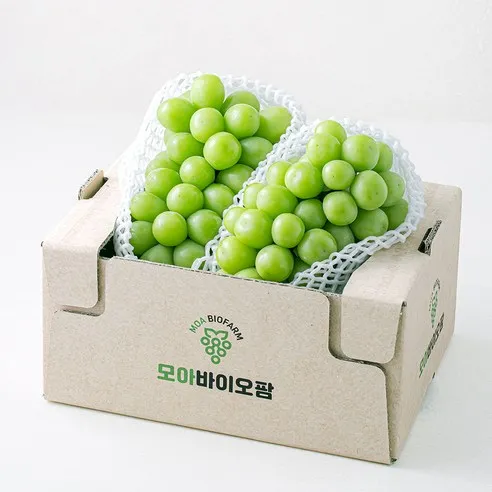 모아바이오팜 당도선별 샤인머스캣