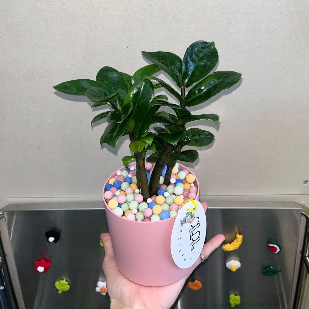 피엘피엘 돈들어오는식물 보석금전수 PINK POT SET 키우기쉬운식물 귀여운 화분선물